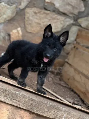 Purebred German Shepherd Puppy - 1-3 Months Male