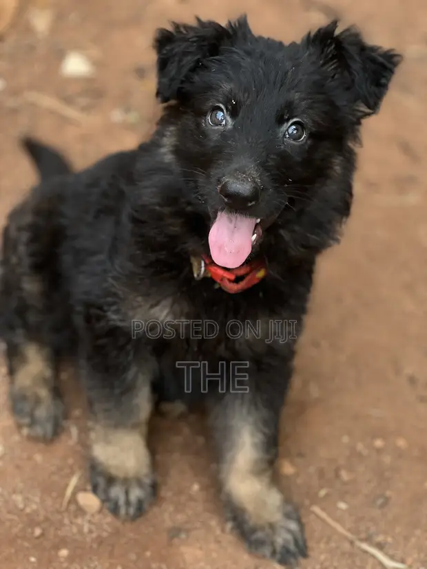 1-3 Month Male Purebred German Shepherd Puppy - 1