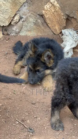 Female Purebred German Shepherd Puppy (1-3 Months)