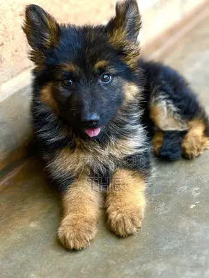 Female Purebred German Shepherd Puppy (1-3 Months)