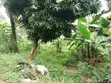 100x50 Plot for Sale in Naalya - 2