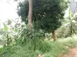 100x50 Plot for Sale in Naalya - 4