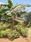 Residential Land for Sale - Naminya Town, Buikwe District - 1