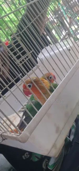 Baby Male Parrot for Sale