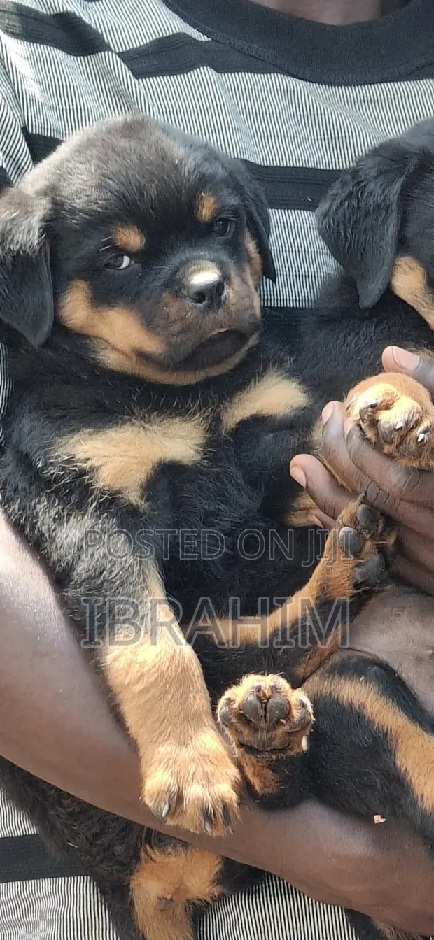 Purebred Rottweiler Puppy (1-3 Months Old) - 1
