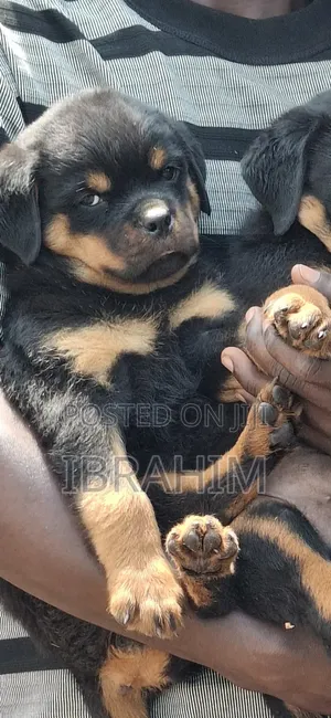 Purebred Rottweiler Puppy (1-3 Months Old)
