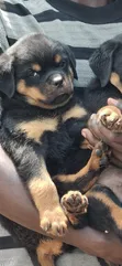Purebred Rottweiler Puppy (1-3 Months Old) - 1