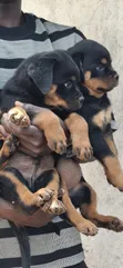 Purebred Rottweiler Puppy (1-3 Months Old) - 2