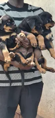 Purebred Rottweiler Puppy (1-3 Months Old) - 3