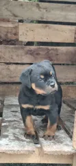 Purebred Rottweiler Puppy (1-3 Months Old) - 4