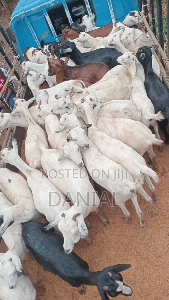 Goats for Breeding - 1