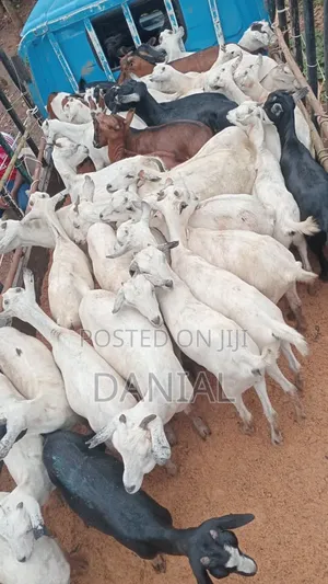 Goats for Breeding