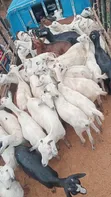 Goats for Breeding - 1