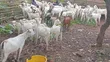 Goats for Breeding - 2