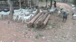 Goats for Breeding - 3