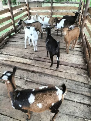 Local Goats for Sale