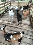 Local Goats for Sale - 1