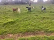 Local Goats for Sale - 2
