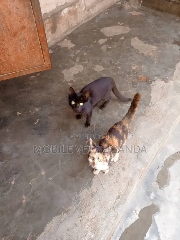 Female Exotic Kitten, 1-3 Months Old - 1