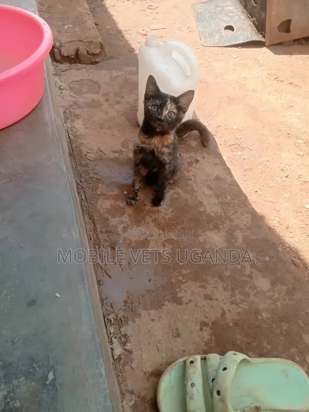Female Purebred Exotic Kitten, 3-6 Months - 1