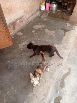 Female Purebred Balinese Kitten (1-3 Months)
