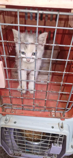 Male Exotic Kitten (0-1 Month)