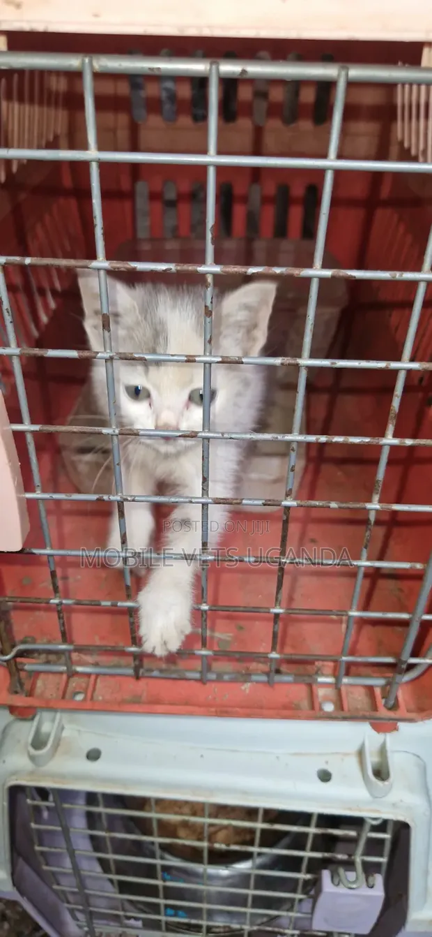 Female Exotic Kitten, 1-3 Months Old - 1