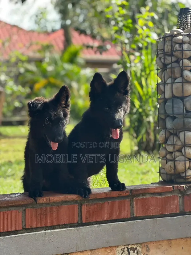 3-6 Month Male Purebred German Shepherd - 1