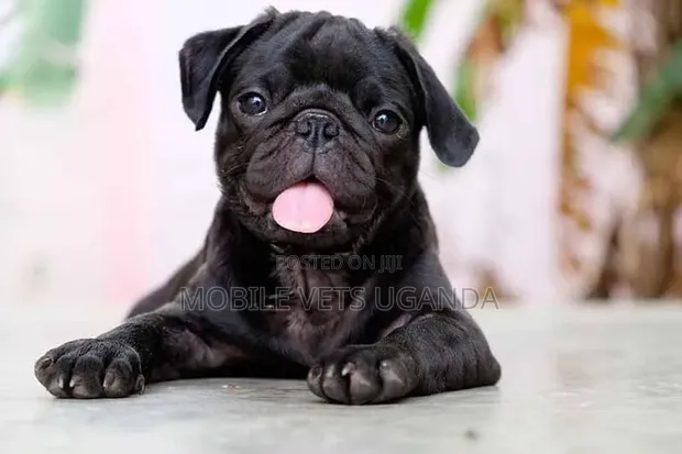 3-6 Month Male Purebred Pug Puppy - 1