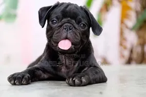3-6 Month Male Purebred Pug Puppy