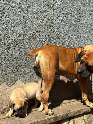 Female Purebred Boerboel Puppy (1-3 Months)