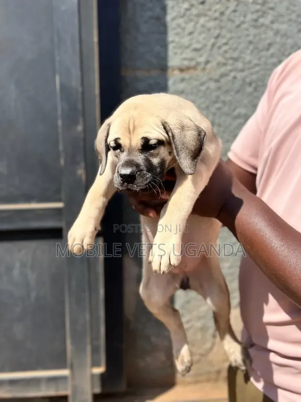 Purebred Boerboel Puppy - 1-3 Months Old - 1