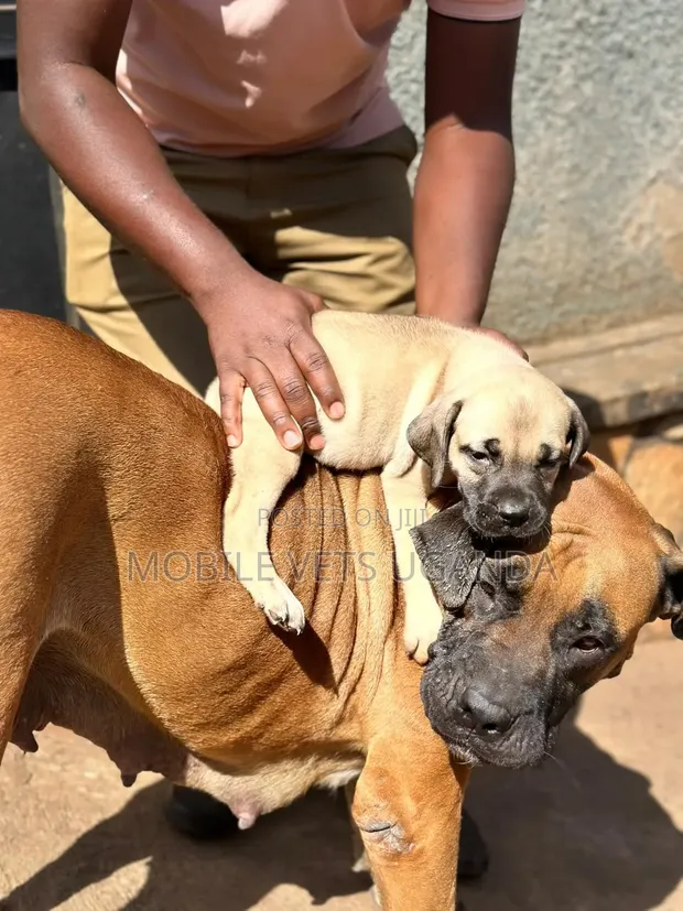 Female Purebred Boerboel Puppy (0-1 month) - 1