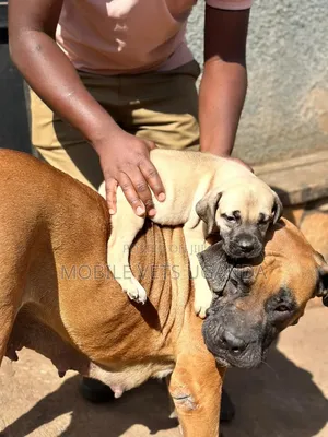 Female Purebred Boerboel Puppy (0-1 month)