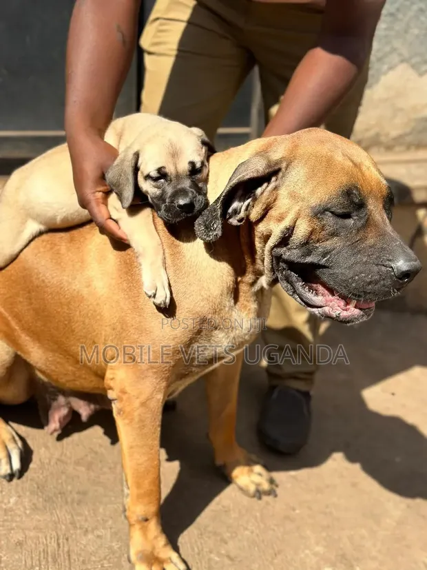 Female Purebred Boerboel Puppy (0-1 Month) - 1