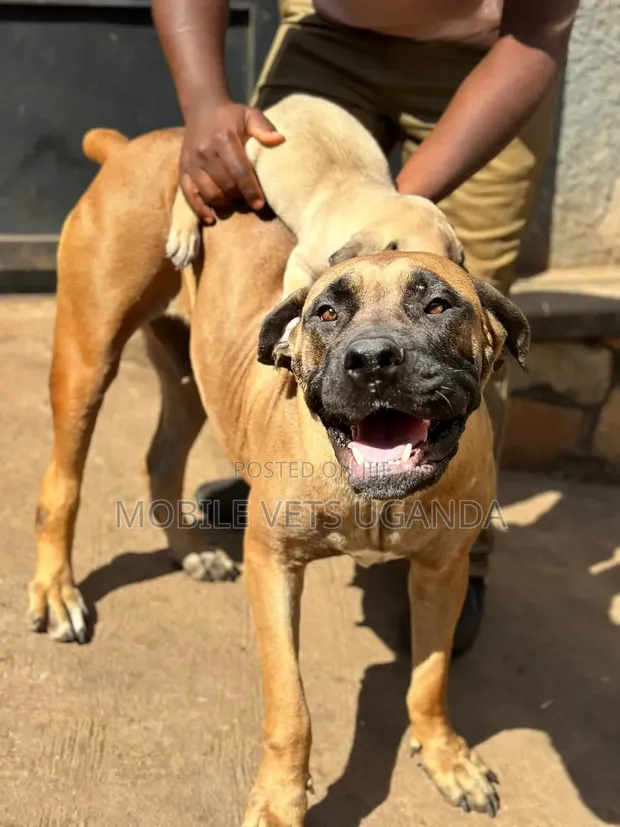 Female Purebred Boerboel Puppy (1-3 Months) - 1