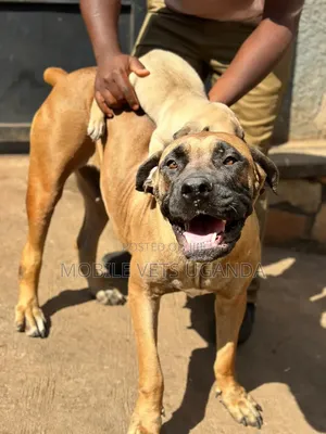 Female Purebred Boerboel Puppy (1-3 Months)