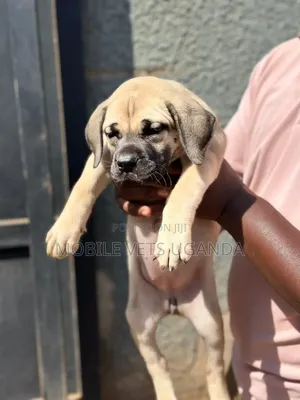 Purebred Boerboel Female Puppy (0-1 Month)