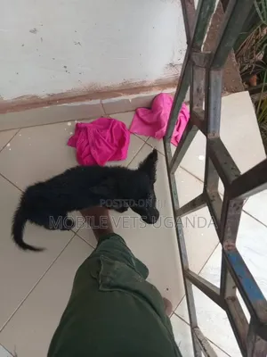 Female Purebred German Shepherd Puppy (1-3 Months)