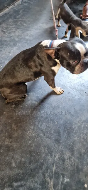 1-3 Month Old Male Purebred French Bulldog