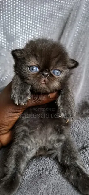 Purebred Persian Kitten - 0-1 Month Female