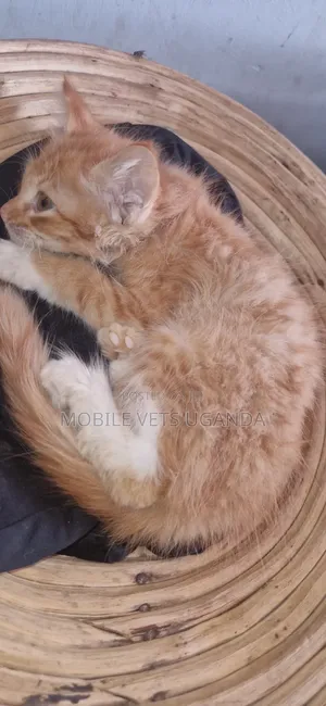 Female Purebred Tabby Kitten (1-3 Months)