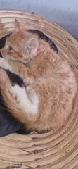 Female Purebred Tabby Kitten (1-3 Months) - 1