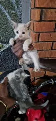 Female Purebred Tabby Kitten (1-3 Months) - 2