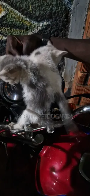 Male Purebred Exotic Kitten, 1-3 Months Old