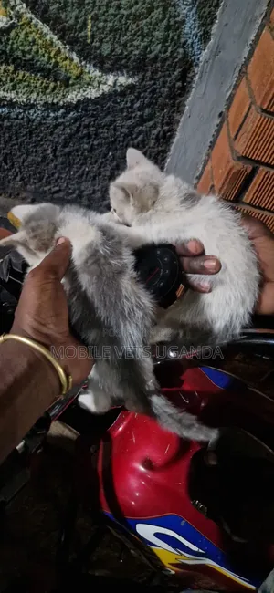 Female Purebred Bombay Kitten, 1-3 Months Old