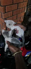 Female Purebred Bombay Kitten, 1-3 Months Old - 2