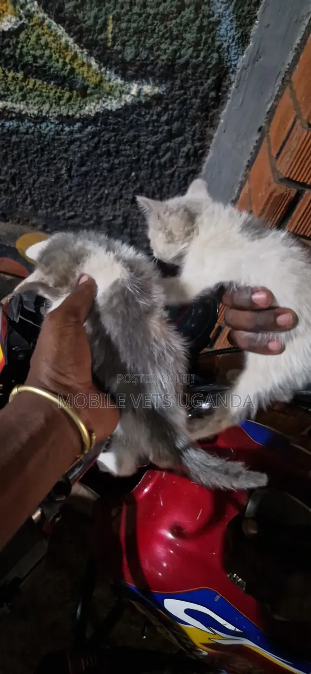1-3 Month Male Purebred Exotic Kitten - 1