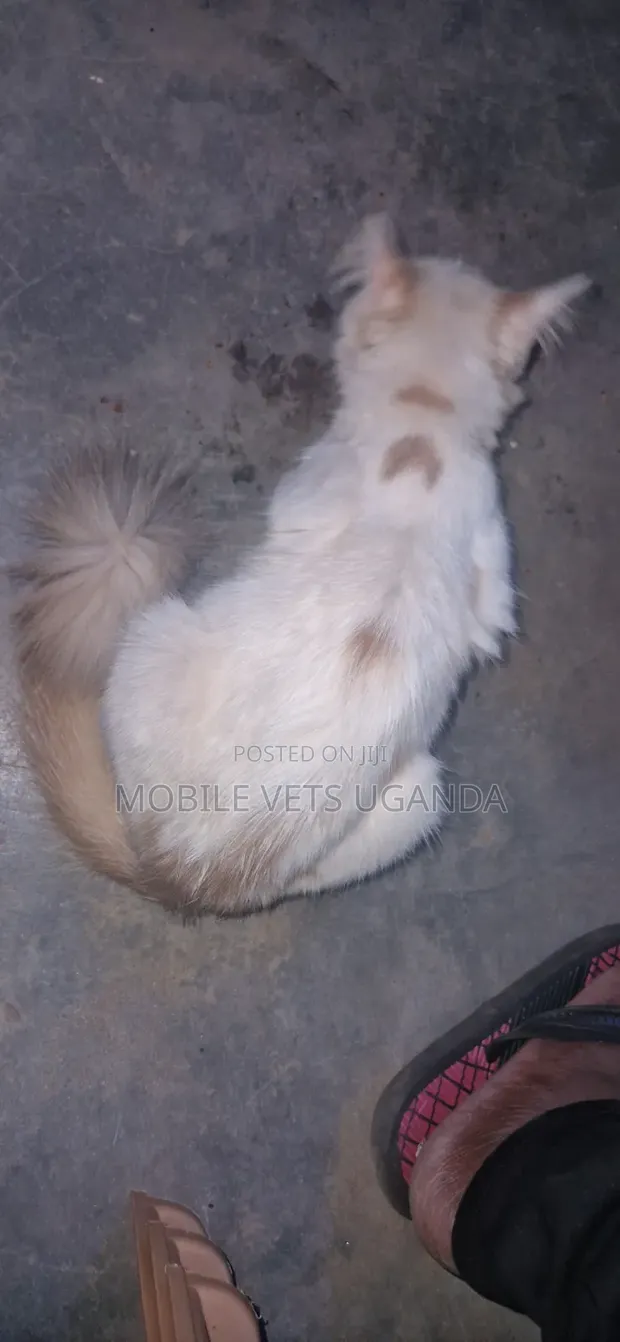 3-6 Month Female Purebred Ragdoll Kitten - 1
