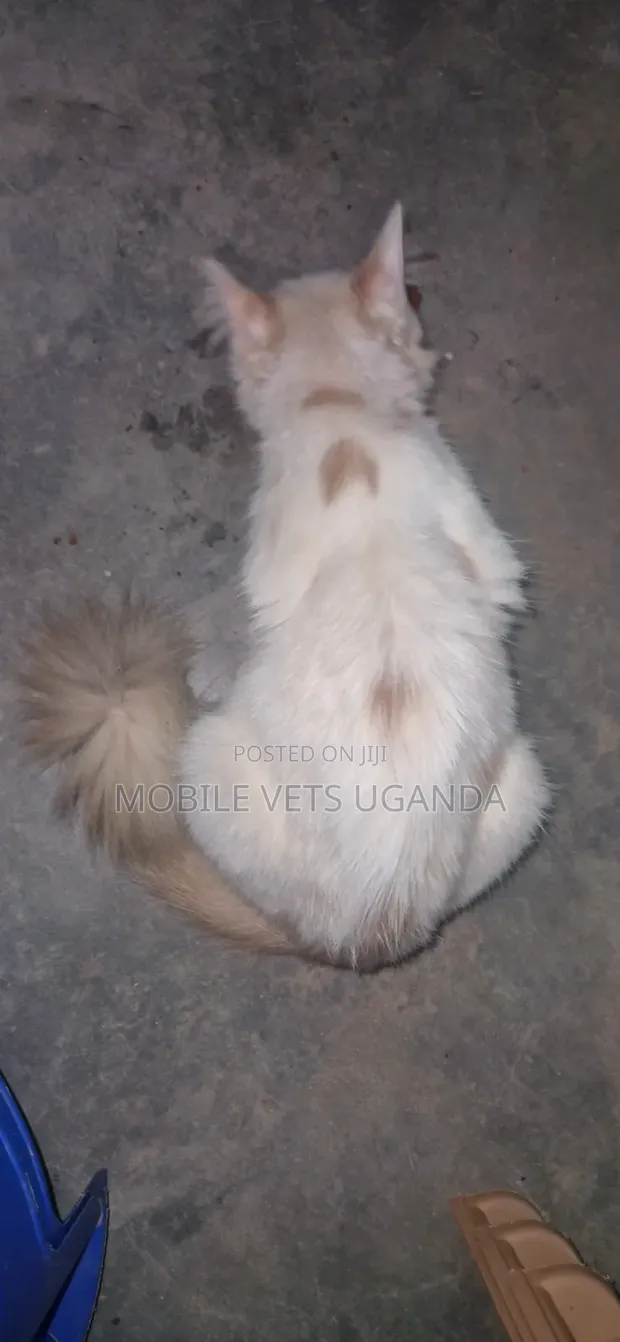 Purebred Bombay Kitten - 3-6 Months Female - 1
